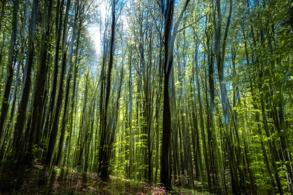 Las liściasty wiosną, z wysokimi drzewami o jasnozielonych liściach i promieniami światła prześwitującymi przez korony.