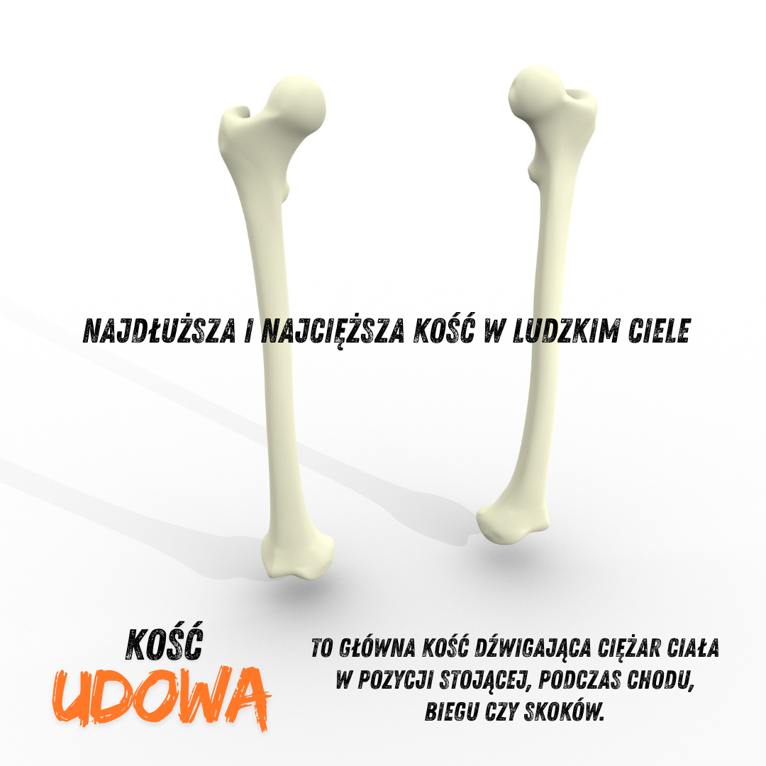 Ilustracja dwóch kości udowych na białym tle z podpisami. Centralny tekst: Najdłuższa i najcięższa kość w ludzkim ciele. Na dole napis Kość udowa oraz informacja: To główna kość dźwigająca ciężar ciała w pozycji stojącej, podczas chodu, biegu czy skoków