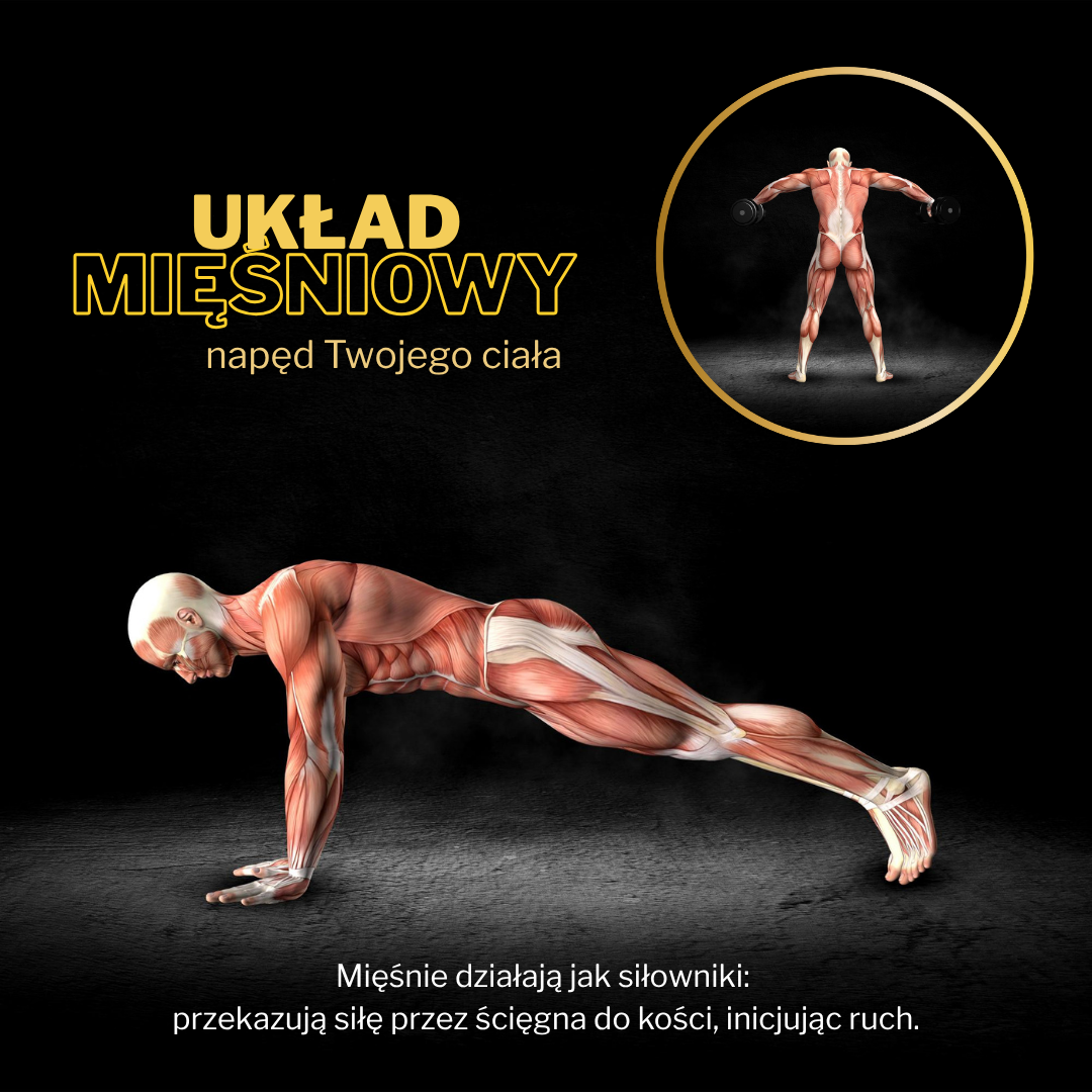 Grafika przedstawia układ mięśniowy człowieka. Główna postać w pozycji deski ukazuje szczegółowo mięśnie całego ciała. W prawym górnym rogu znajduje się dodatkowy widok mięśni pleców podczas ćwiczenia z hantlami. Na grafice znajduje się tekst: „Układ mięśniowy – napęd Twojego ciała” oraz informacja, że mięśnie działają jak siłowniki, przekazując siłę do kości przez ścięgna.