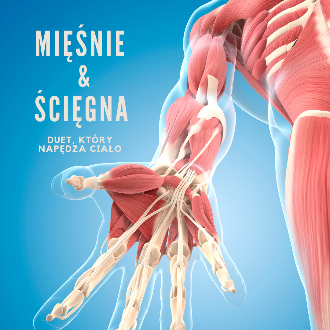 Ilustracja przedstawia budowę mięśni i ścięgien ludzkiej ręki i ramienia. Widoczne są włókna mięśniowe, ścięgna oraz fragmenty kości w obrębie dłoni i przedramienia. Grafika poglądowa pokazująca układ mięśniowo-ścięgnisty człowieka.