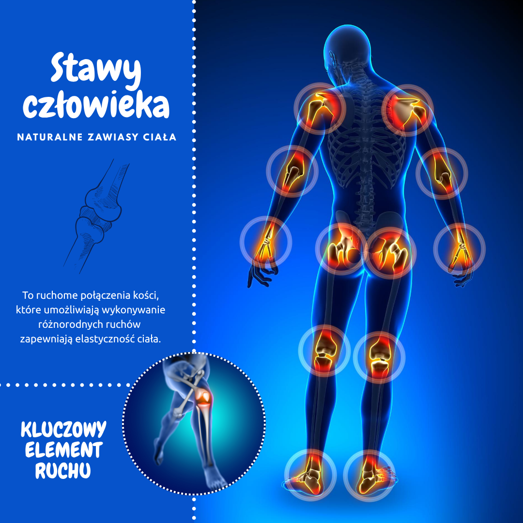 Ludzkie ciało od tyłu z zaznaczonymi i podświetlonymi stawami: barkowymi, łokciowymi, nadgarstkowymi, biodrowymi, kolanowymi i skokowymi. Po lewej stronie widoczny jest tytuł „Stawy człowieka – naturalne zawiasy ciała” oraz opis informujący, że stawy to ruchome połączenia kości, które umożliwiają wykonywanie różnorodnych ruchów i zapewniają elastyczność ciała.