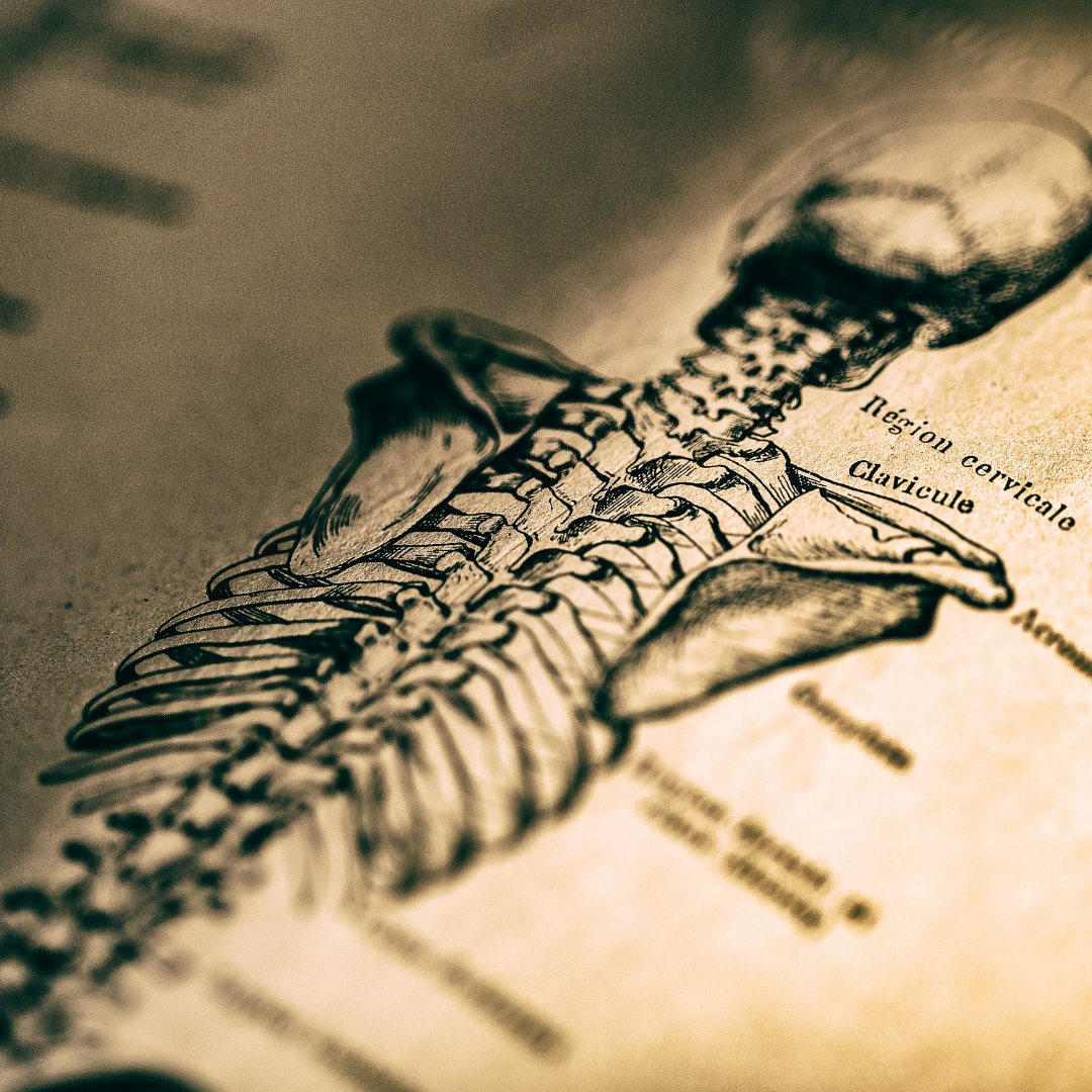 Ilustracja anatomiczna przedstawiająca ludzki kręgosłup i część szkieletu. Rysunek ukazuje szczegóły budowy kręgów, łopatek i obojczyka, z widocznymi podpisami łacińskimi.