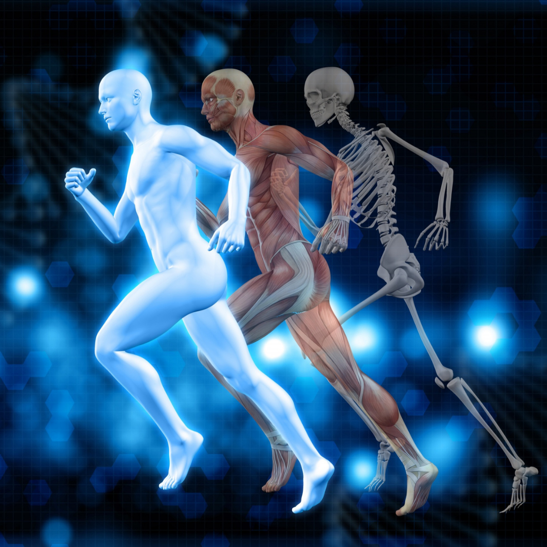 Grafika przedstawia trzy nakładające się sylwetki biegnącego człowieka: przezroczystą postać, postać z widocznym układem mięśniowym oraz szkielet. Obraz ilustruje współdziałanie różnych układów ciała – skóry, mięśni i kości – podczas ruchu.