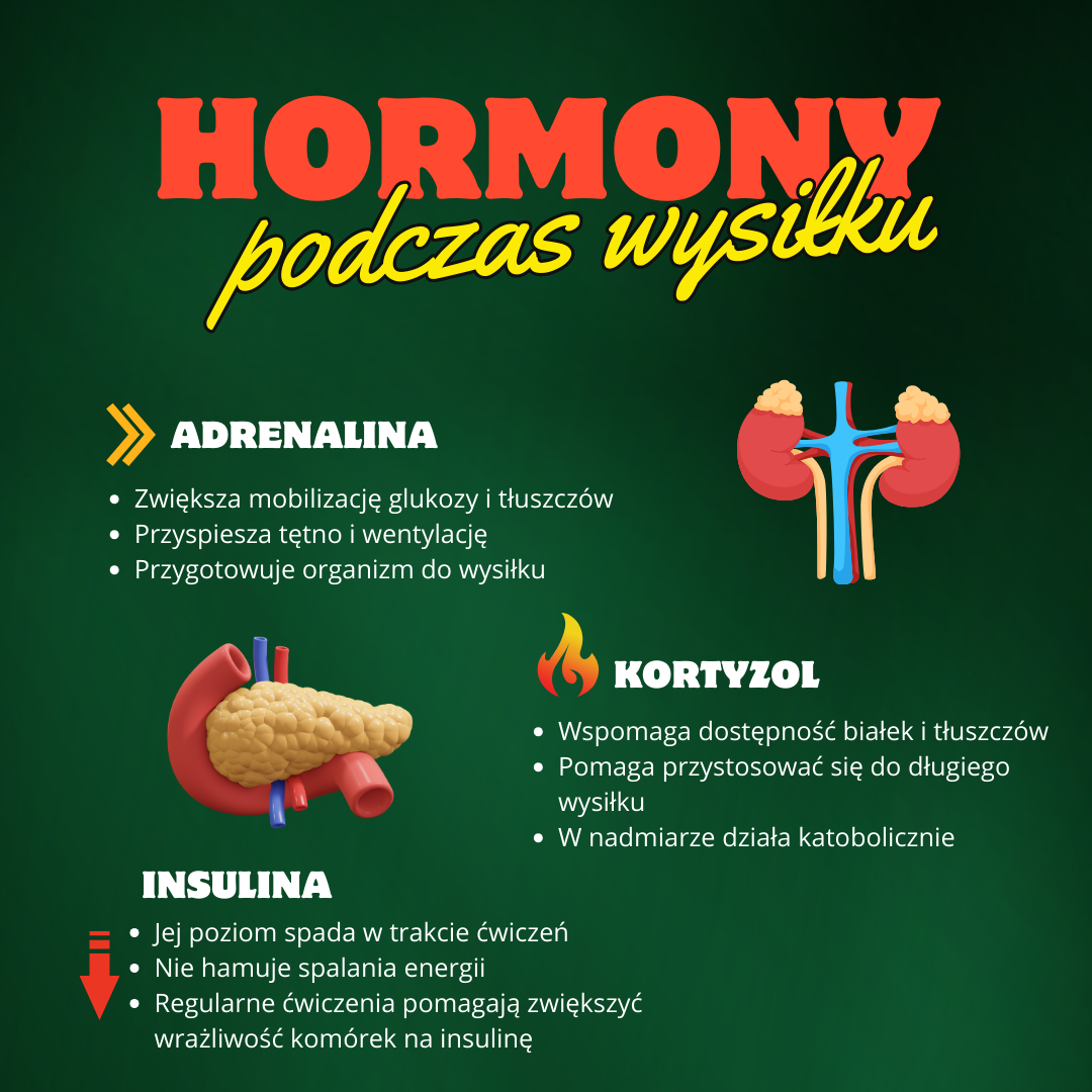 Ilustracja przedstawia rolę trzech głównych hormonów w czasie wysiłku fizycznego. Adrenalina zwiększa tempo bicia serca, ciśnienie krwi oraz mobilizuje energię z glukozy i tłuszczów. Kortyzol wspiera organizm w długotrwałym wysiłku, wpływając na metabolizm białek, tłuszczów i glukozy. Insulina zmniejsza swoją aktywność, aby nie hamować spalania energii – dzięki temu mięśnie efektywniej korzystają z paliwa.