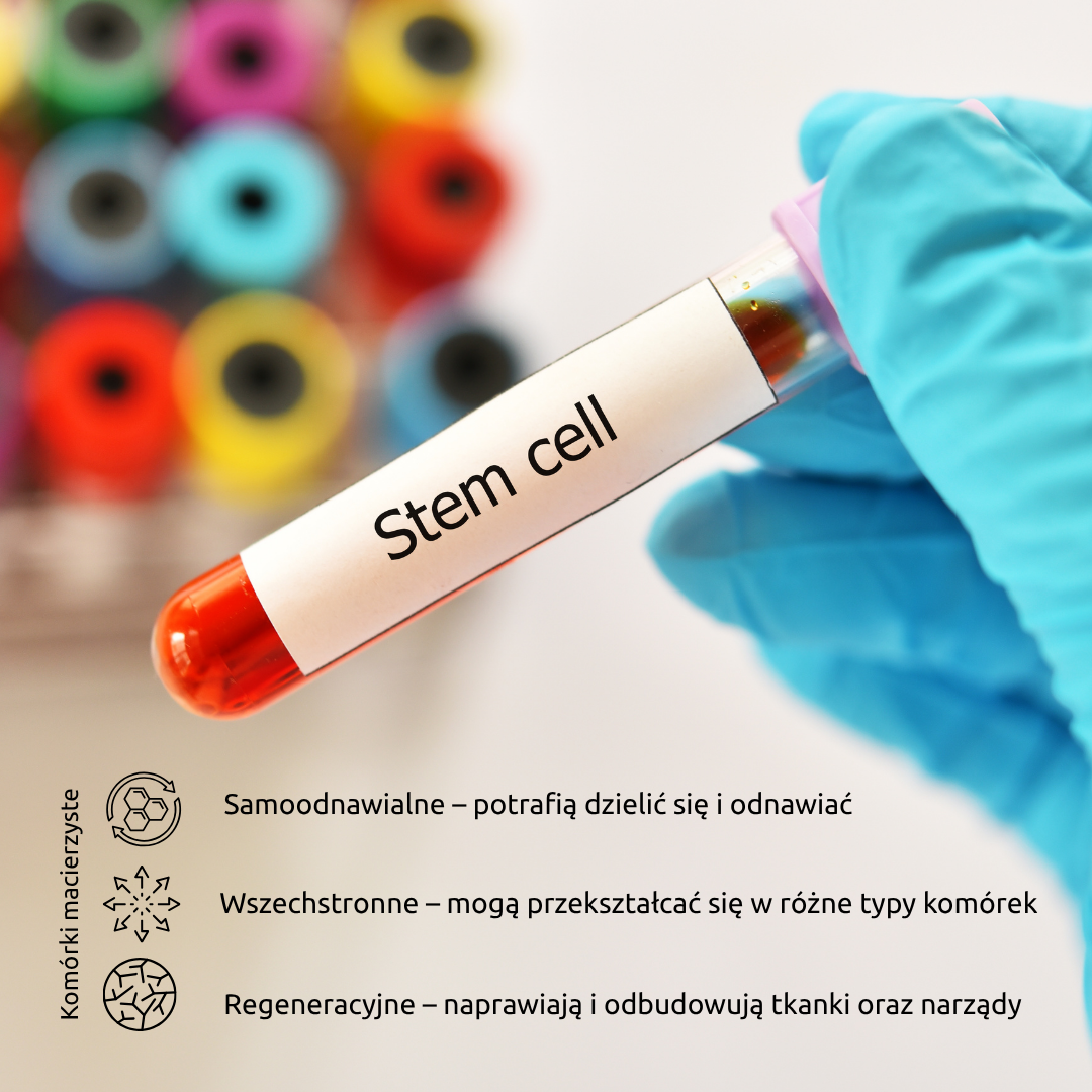 Dłoń w rękawiczce z probówką z czerwonym płynem, oznaczoną etykietą „Stem cell”. W tle rozmazane kolorowe probówki laboratoryjne. Po lewej stronie grafiki znajdują się ikony i opisy cech komórek macierzystych: „Samoodnawialne – potrafią dzielić się i odnawiać”, „Wszechstronne – mogą przekształcać się w różne typy komórek” oraz „Regeneracyjne – naprawiają i odbudowują tkanki oraz narządy”.