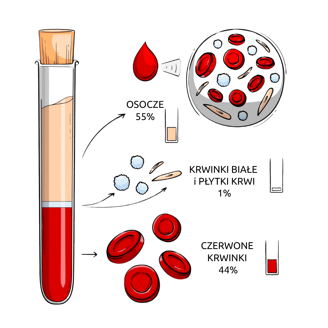 Ilustracja pokazuje skład krwi: 55% osocza, 1% krwinek białych i płytek, 44% czerwonych krwinek.