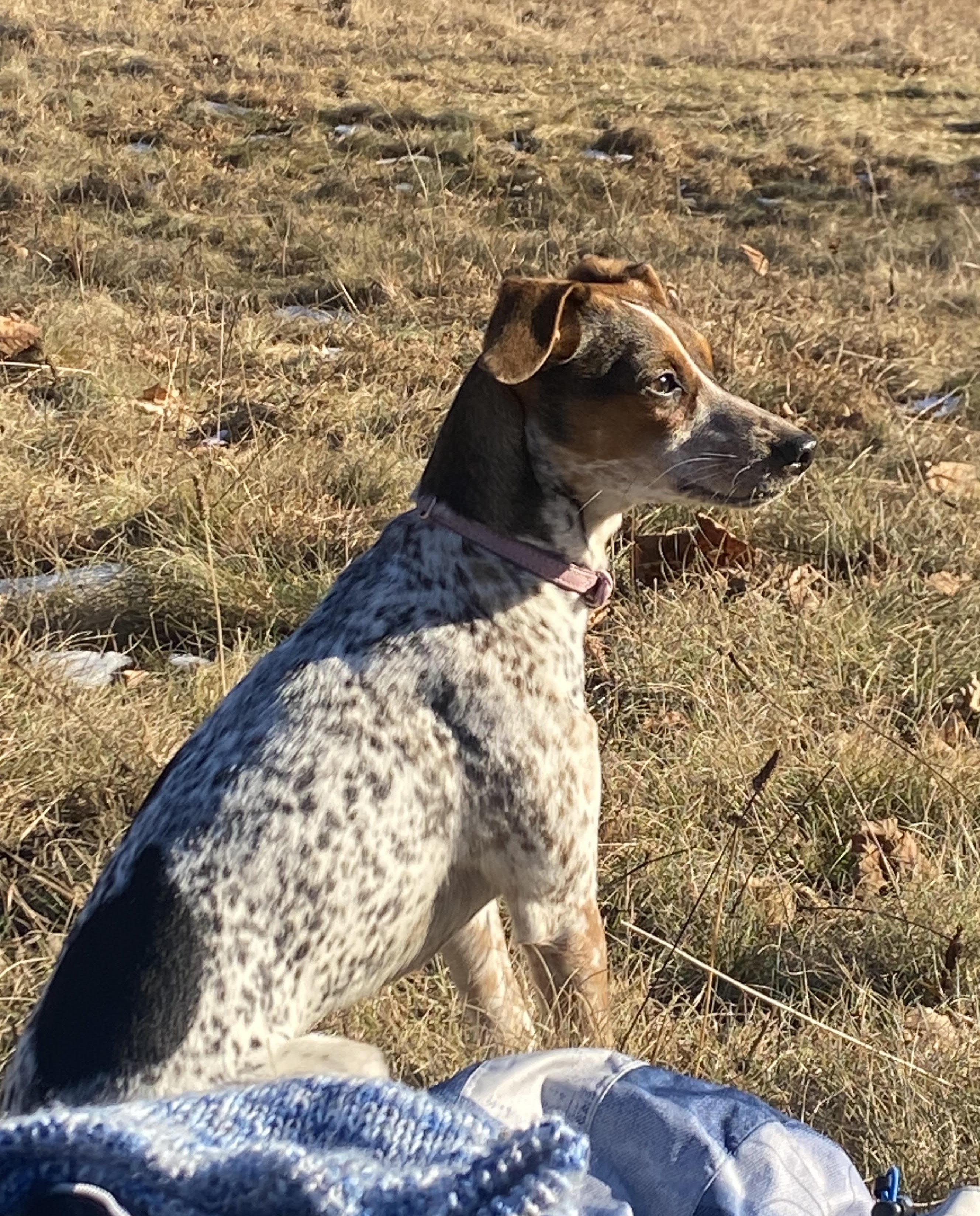 Pies w obroży siedzi na suchej trawie i patrzy przed siebie.